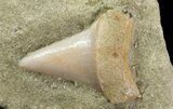 Mako Shark Tooth Fossil On Sandstone - Bakersfield, CA #68992-1